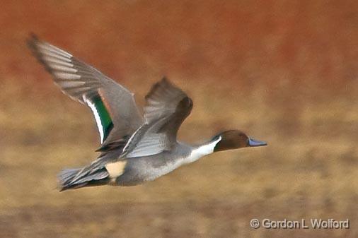 Duck In Flight_73012.jpg - Male Northern Pintail (Anas acuta) hotographed in the Bosque del Apache National Wildlife Refuge near San Antonio, New Mexico USA. 